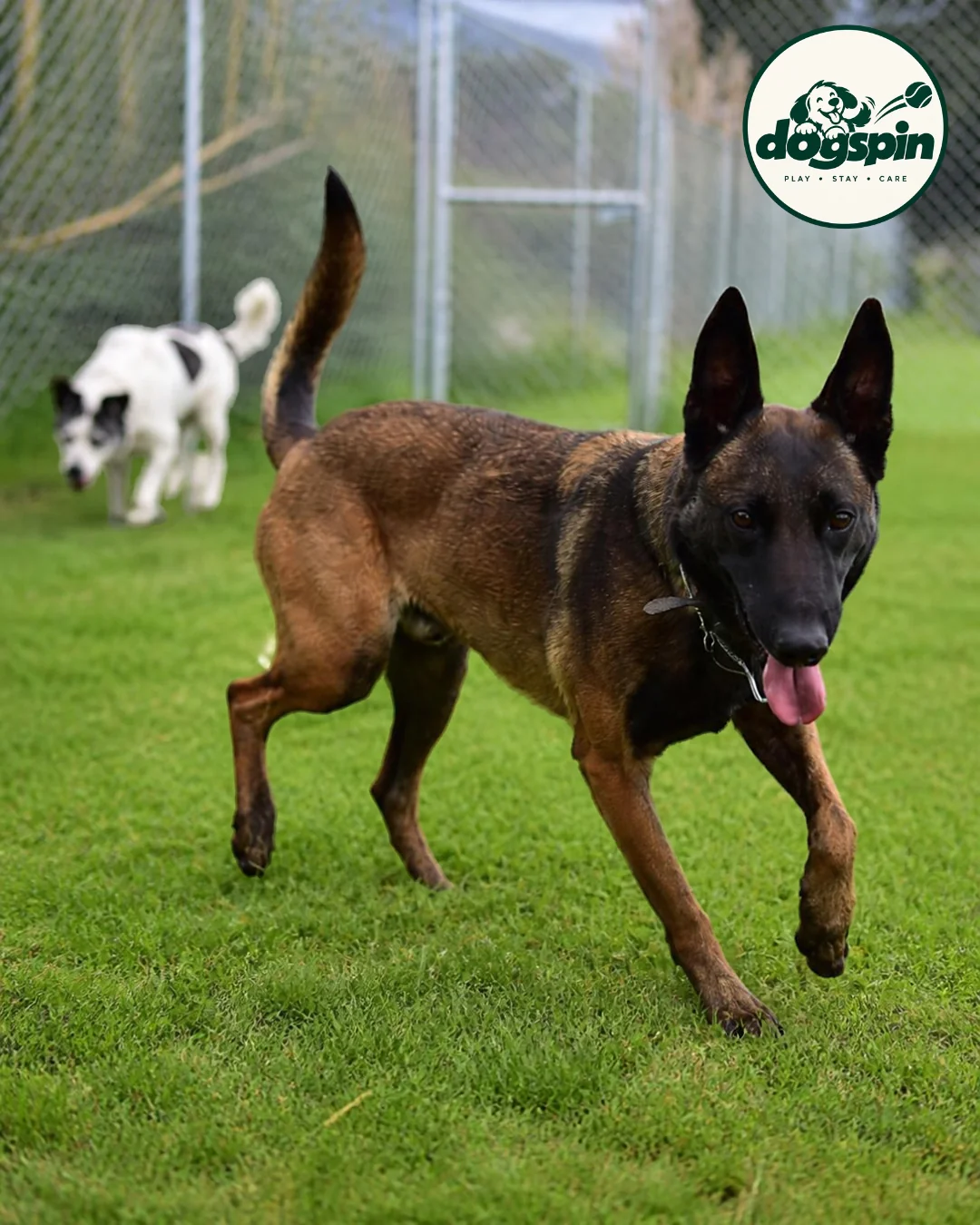 Perro corriendo en DOGSPIN