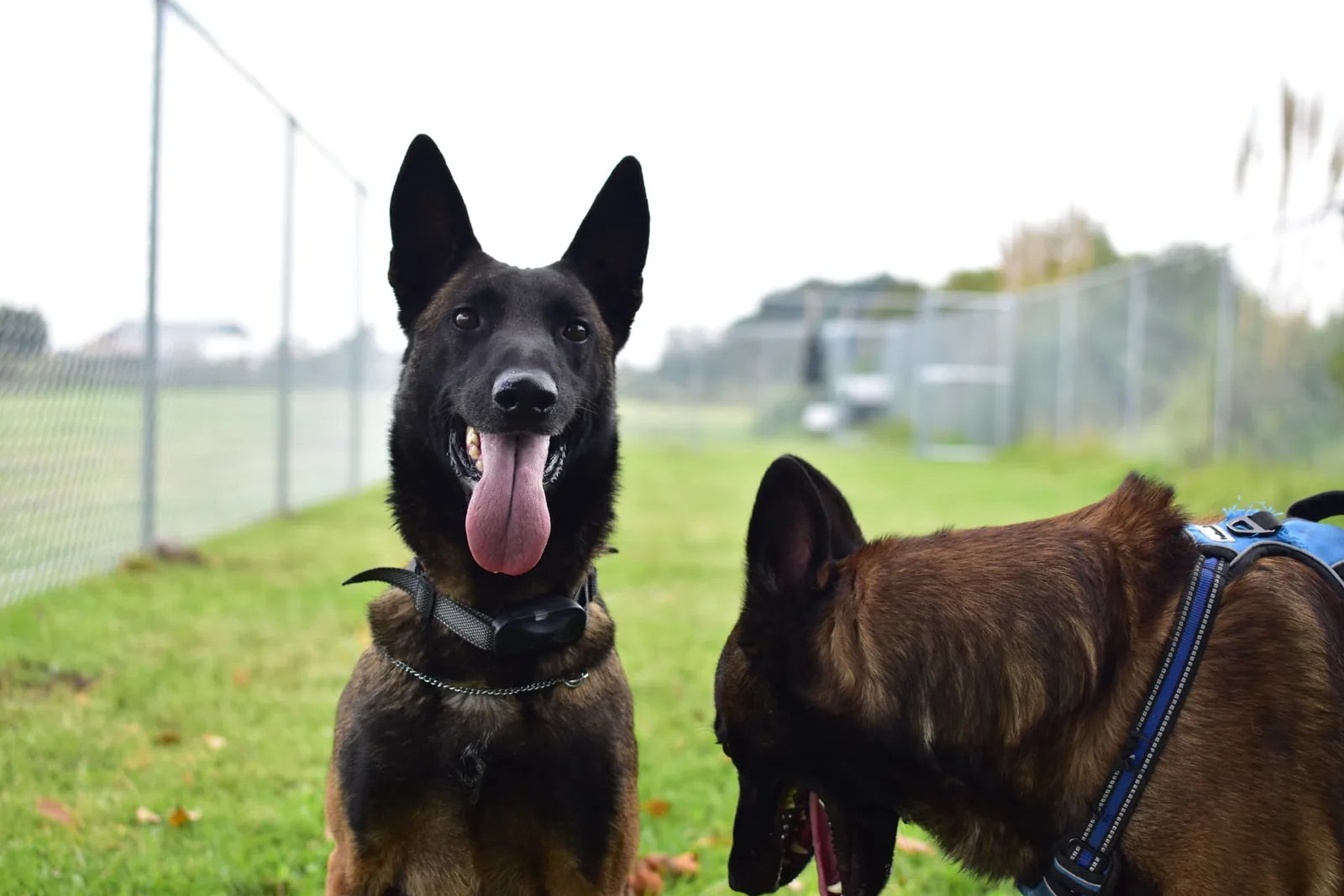 Dos perros pastor belga descansando juntos sobre el césped de DOGSPIN