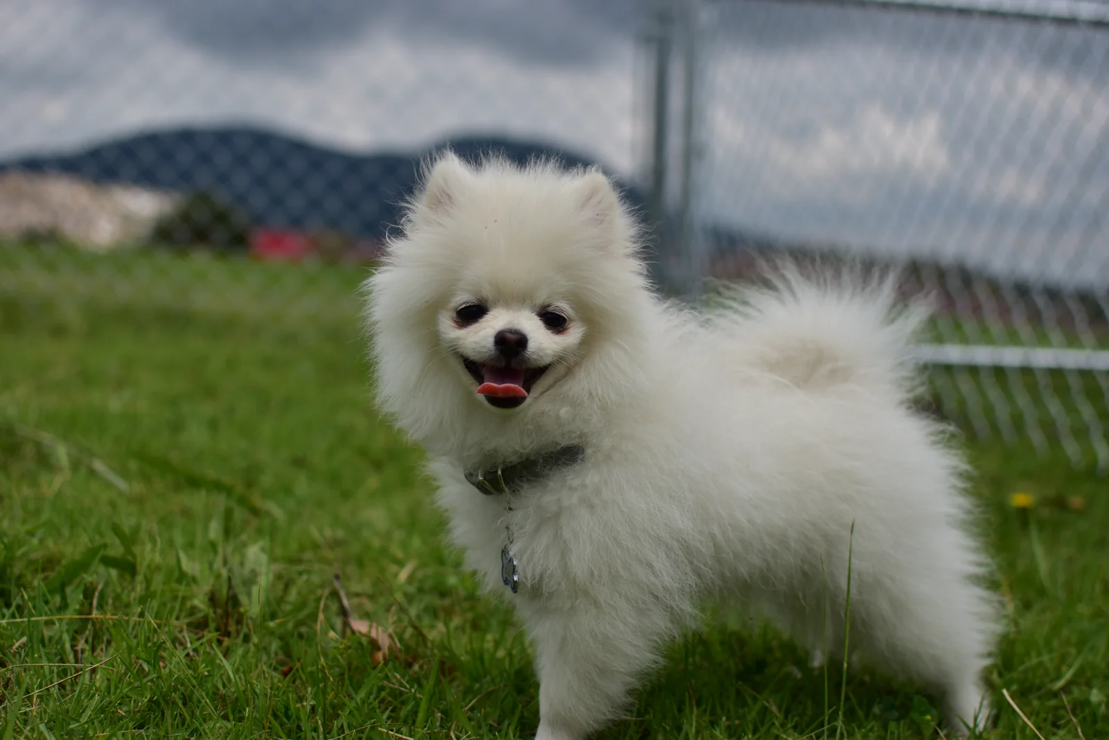 Perrito pequeño blanco mirando a la cámara en DOGSPIN