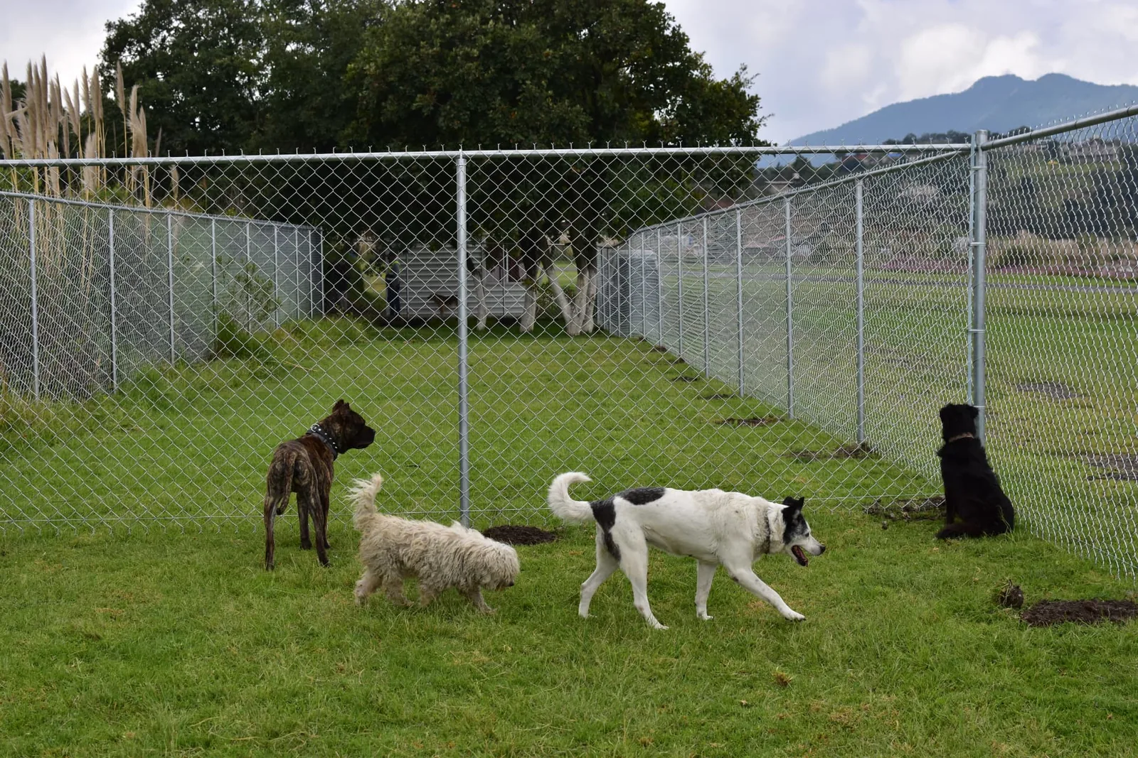 Cuatro perros de distintos tamaños paseando por el corral de DOGSPIN