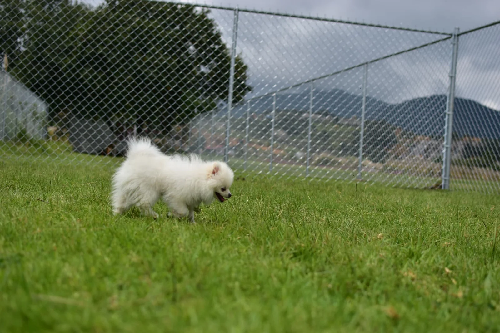 Perrito pequeño explorando el césped