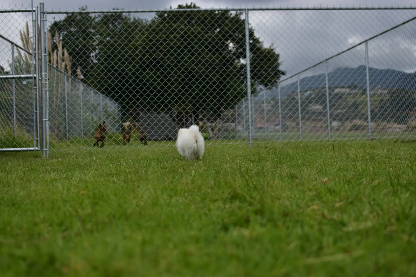 Perrito pequeño recorriendo el campo