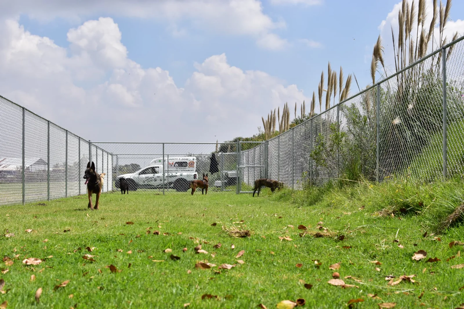 Campo cercado de DOGSPIN con perros al aire libre