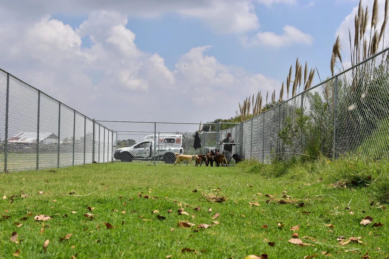 Grupo de perros de distintos tamaños reunidos junto a la puerta del corral de DOGSPIN