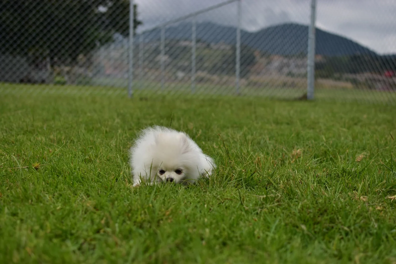 Perrito pequeño jugando entre el pasto