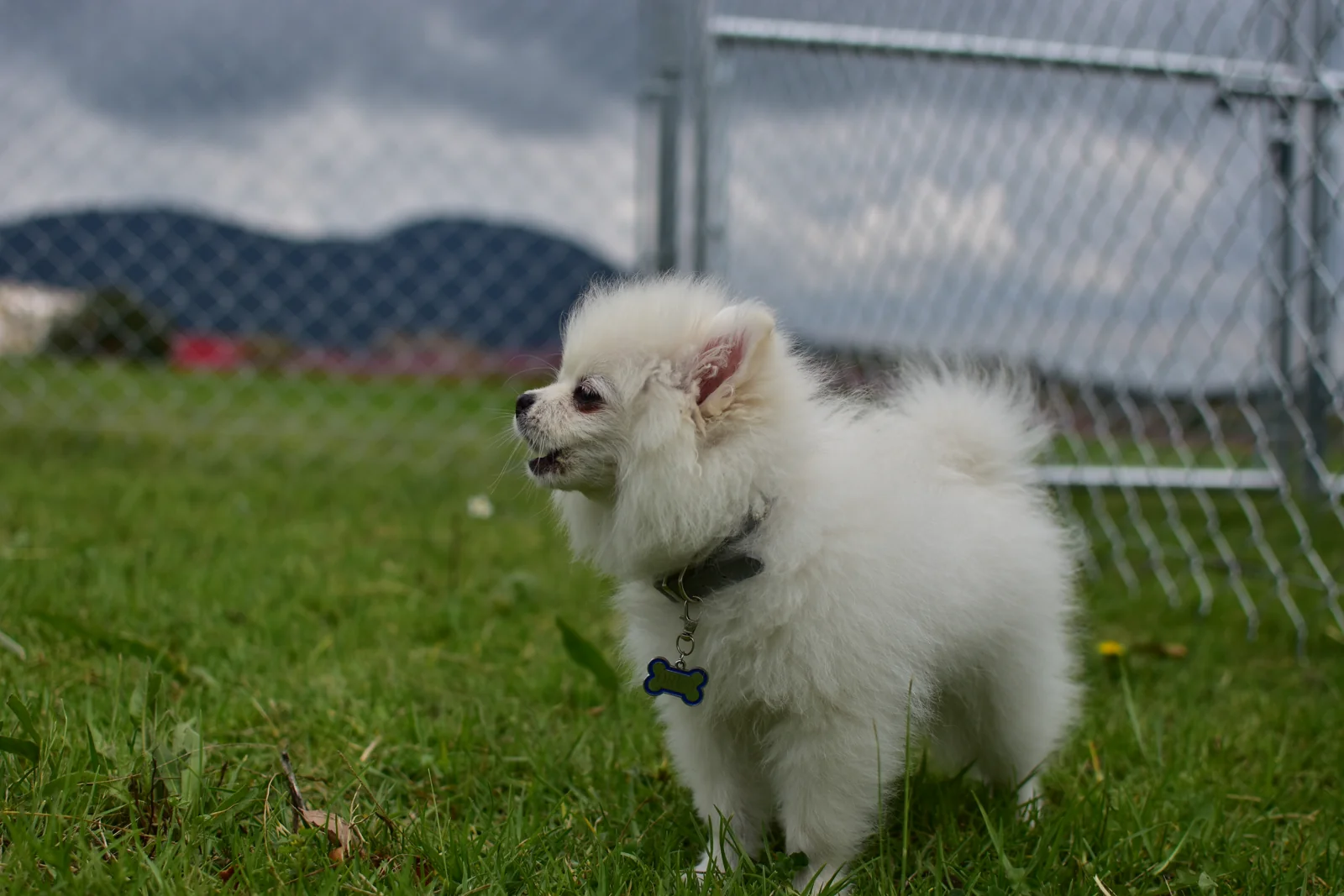 Perrito pequeño blanco disfrutando del campo