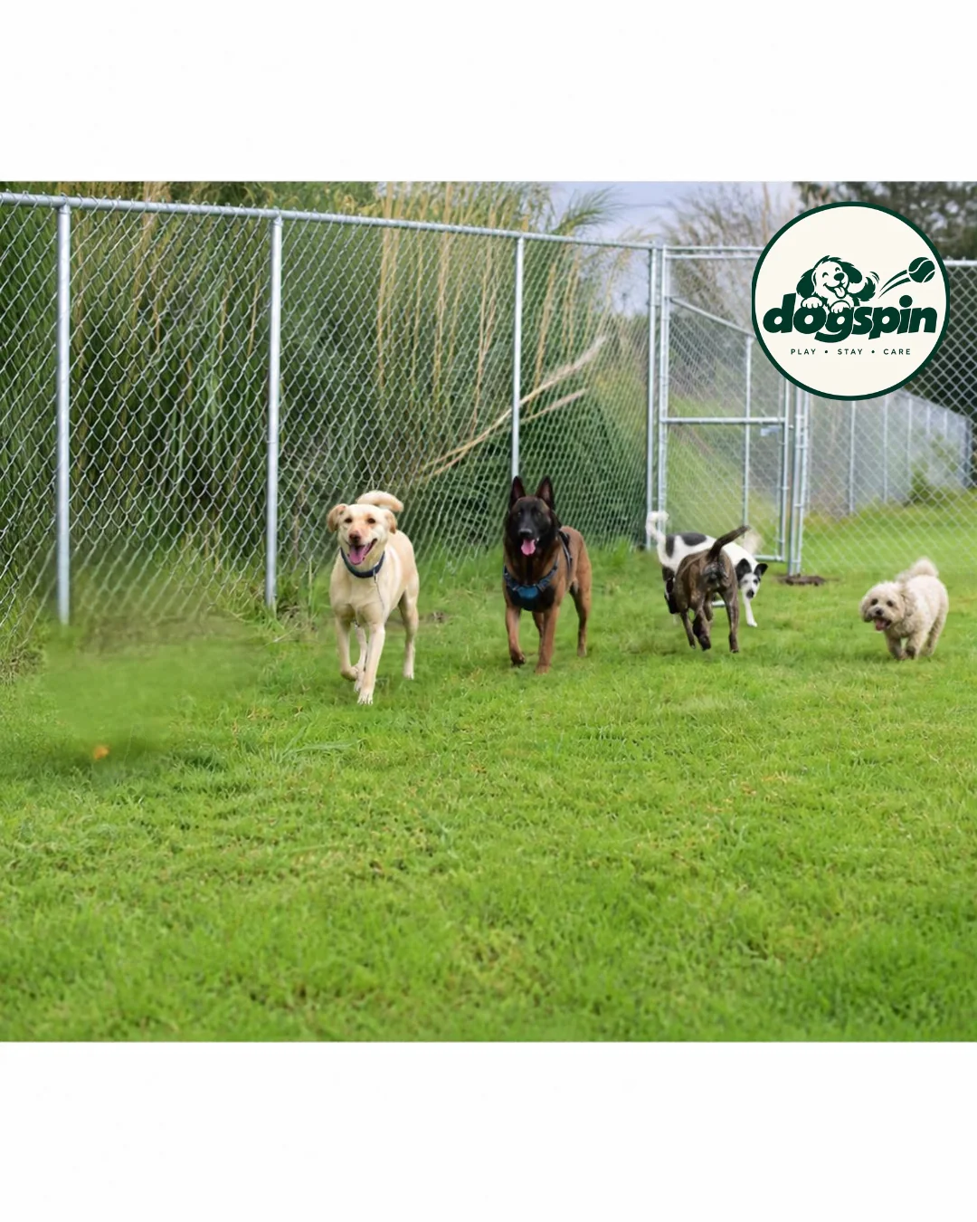 Perros corriendo juntos en DOGSPIN