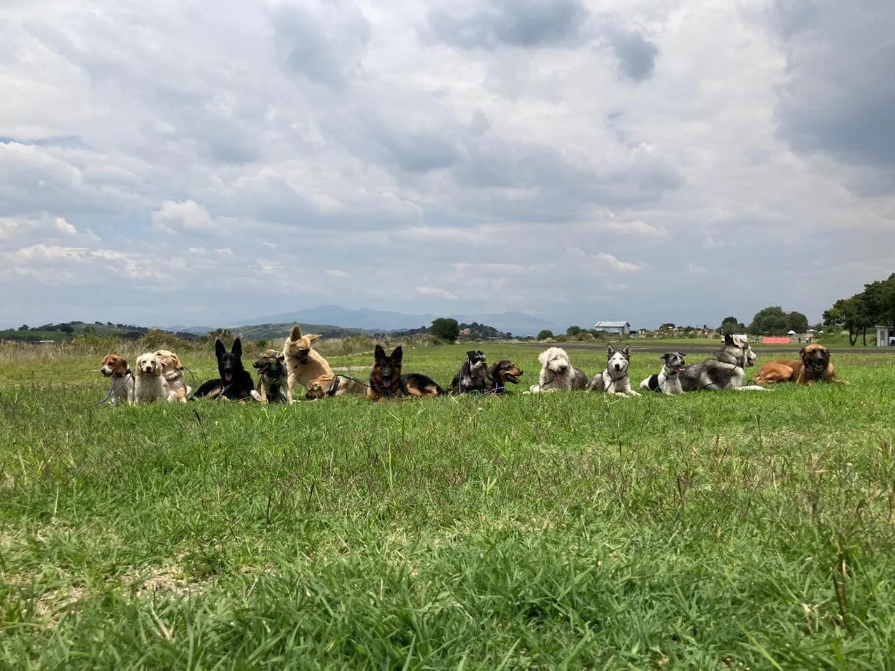Manada de perros descansando en el césped de DOGSPIN